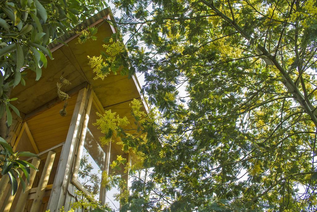カストロ La Casa Del Arbol De Chiloeヴィラ エクステリア 写真